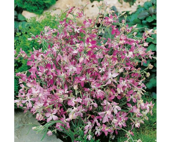 Buty Maciejka męskie