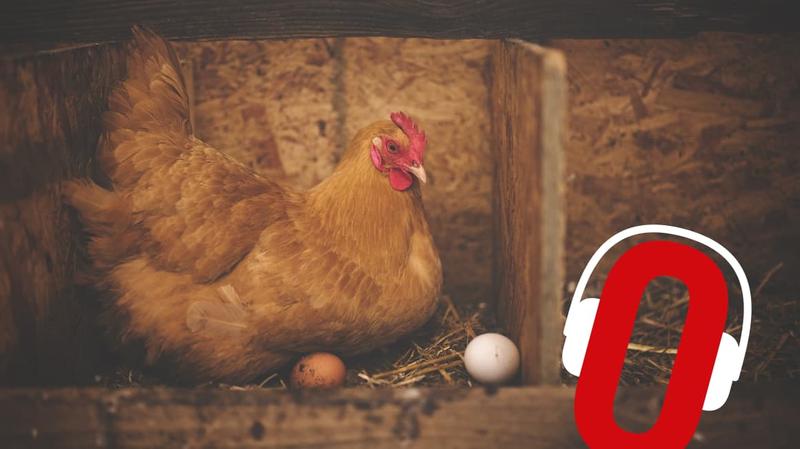 Jajka a poziom cholesterolu