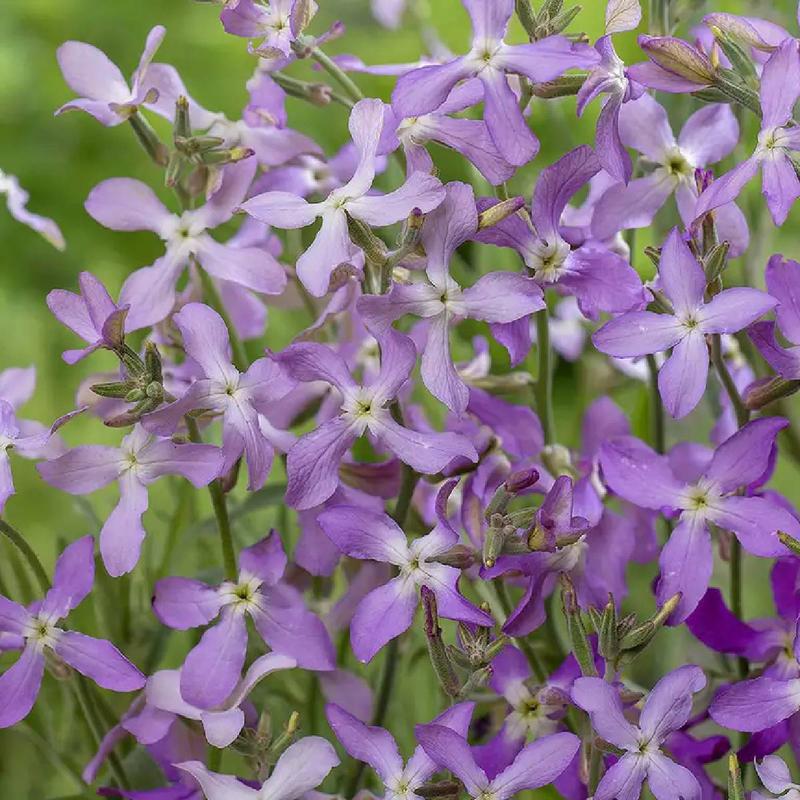 Gdzie szukać oryginalnych butów Maciejka dla mężczyzn w atrakcyjnych cenach?